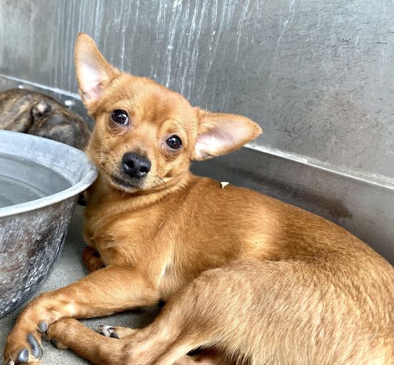 One day after this pup was adopted he’s back at shelter as stray