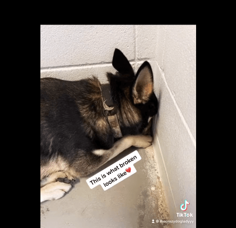 ‘Mojito’ was terrified in the shelter but even a little bit of love helps a broken heart