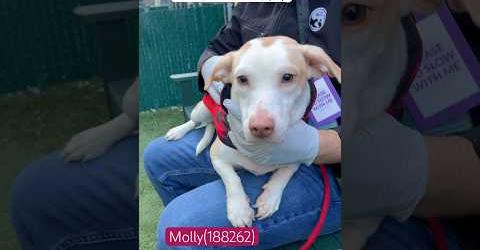 Nine month old puppy never out of house or walked dumped at NYC shelter and slated to die