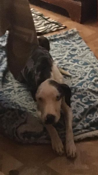 molly-and-pups-6