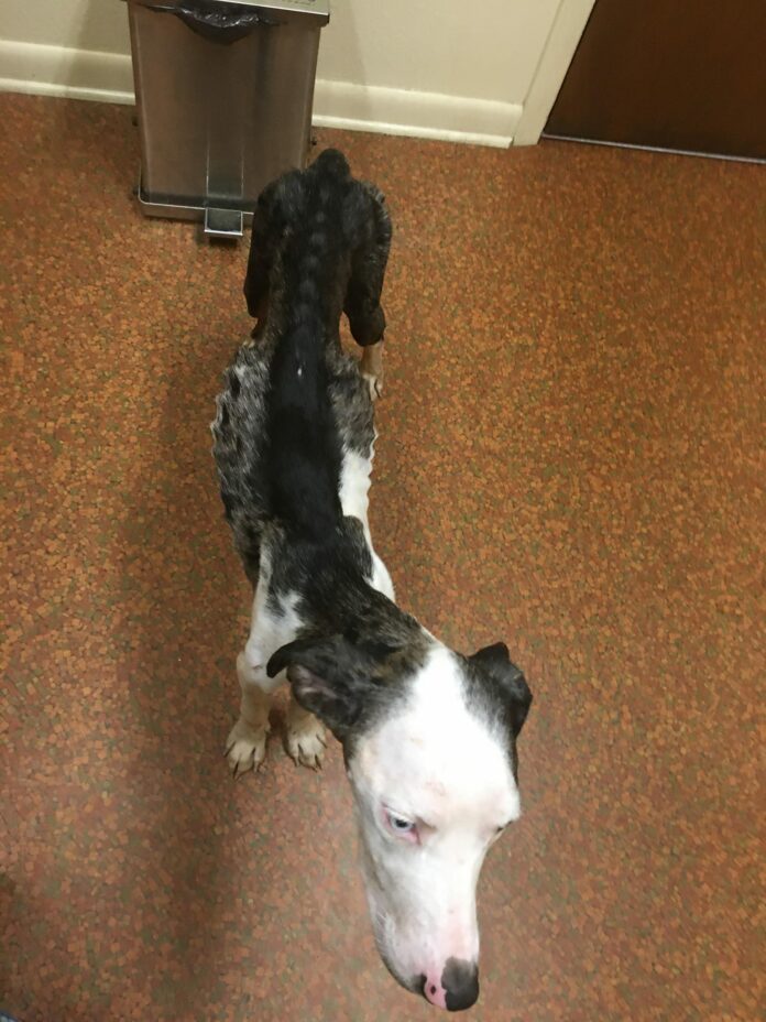 Molly and her 4 puppies neglect labeled ‘worst case of cruelty and neglect’