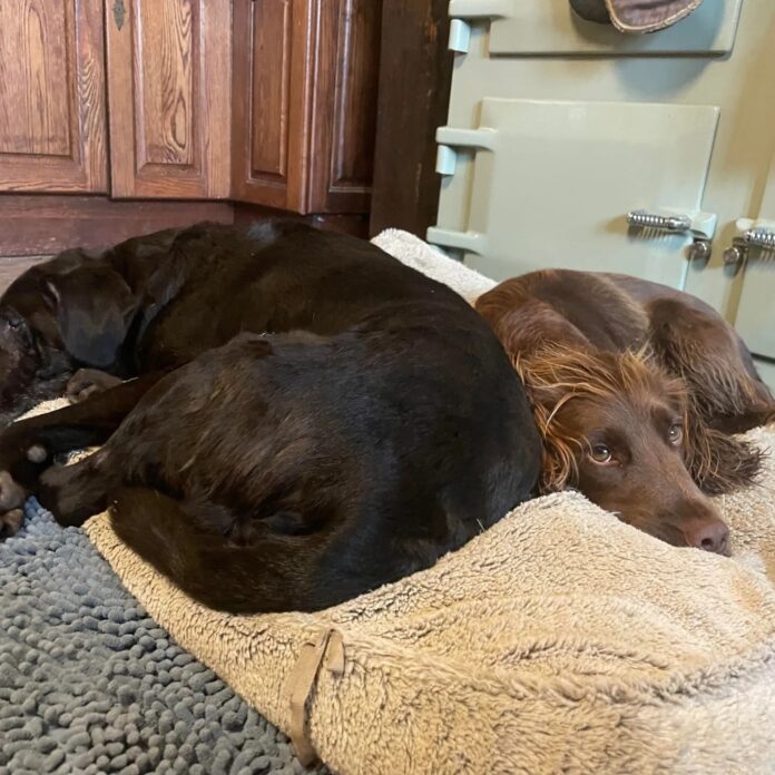 Drone spots blind elderly dog missing for days