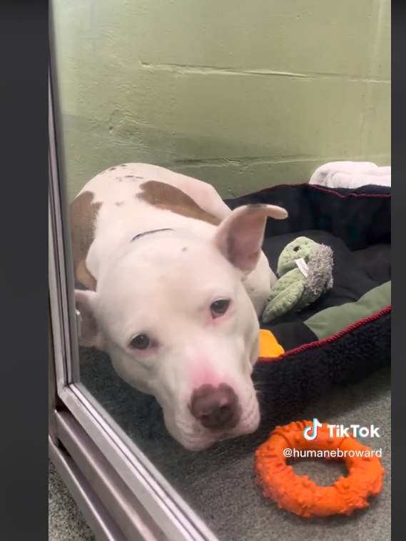 Heartbroken dog back at shelter after losing her person who became homeless