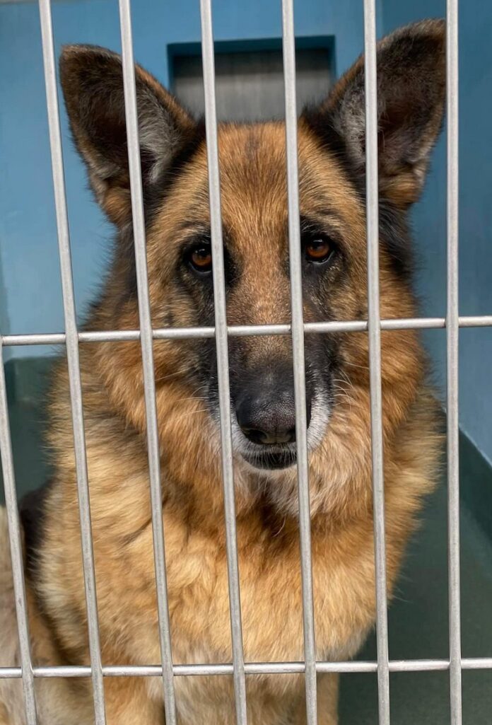 Stunning German shepherd past due at California shelter and has not been rescued