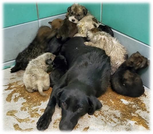 Mom and 10 puppies