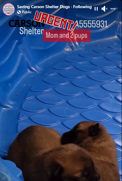mom-and-2-pups-1