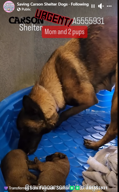 Young mom Belgian Malinois and her 2 puppies surrendered to overcrowded shelter