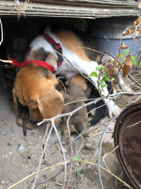 Stray mother dog still lactating finds her puppies with help from a hero