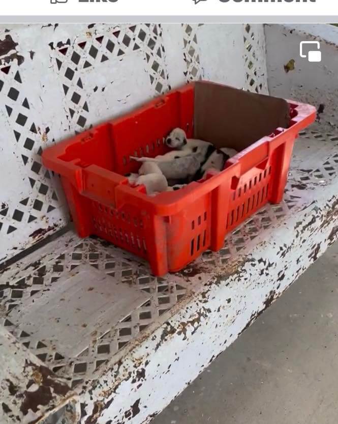 Nine newborn puppies left without mother after struck and killed by car breaking our hearts