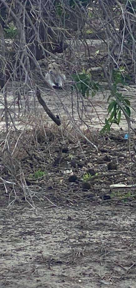 mom-left-with-puppies