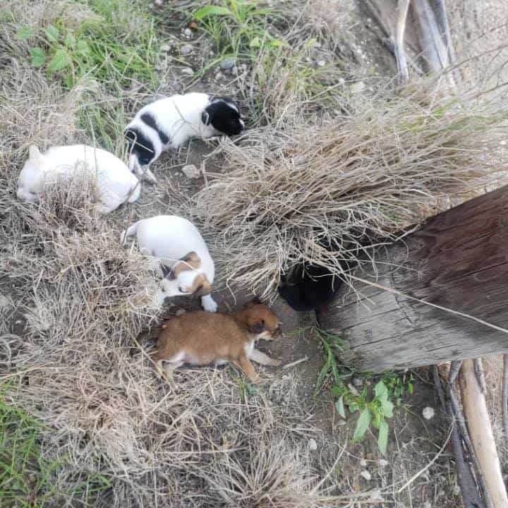 Mother dog and her 5 newborn puppies dumped in deserted field to die slow deaths