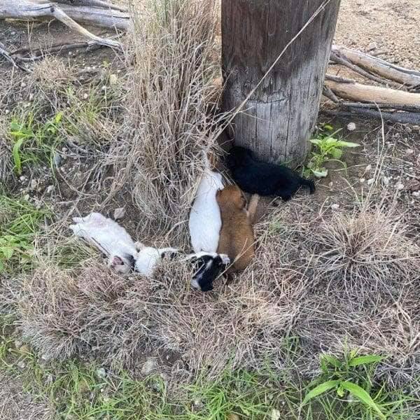 mom-left-with-puppies2