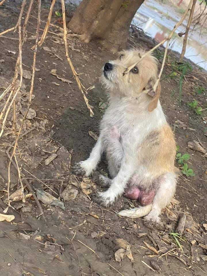 mom-left-with-puppies3