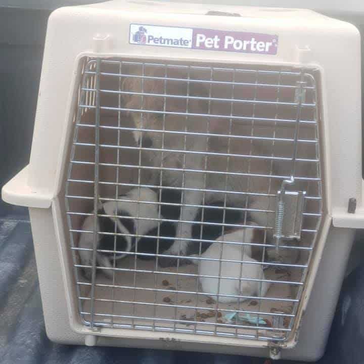 mom-left-with-puppies4