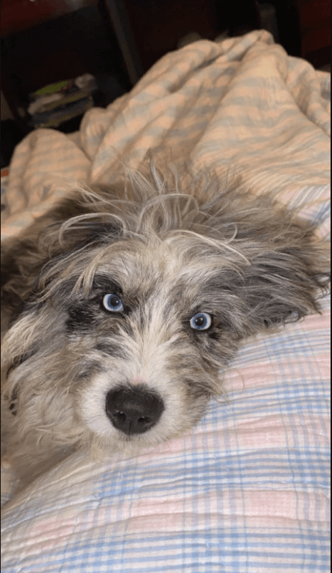 Mom returns dog