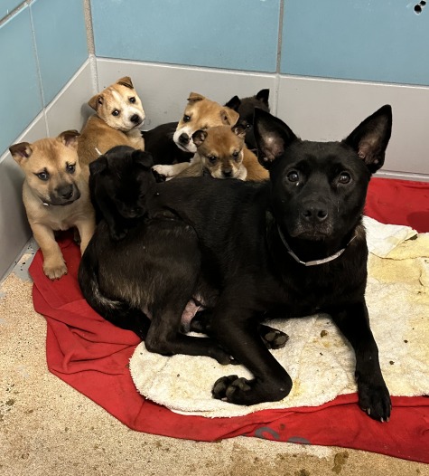 Australian cattle dog mom and her young pups picked up as strays on euth’ list at Houston shelter