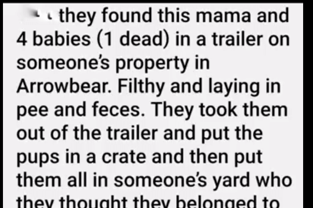 momma-and-babies-2