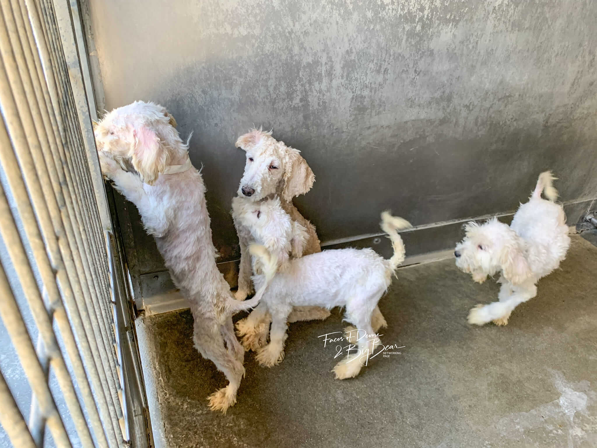 Mother dog and her puppies survived living in filthy trailer in horrible conditions now await homes