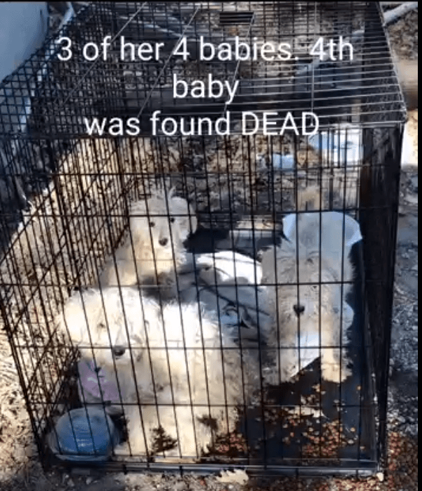 momma-and-babies3
