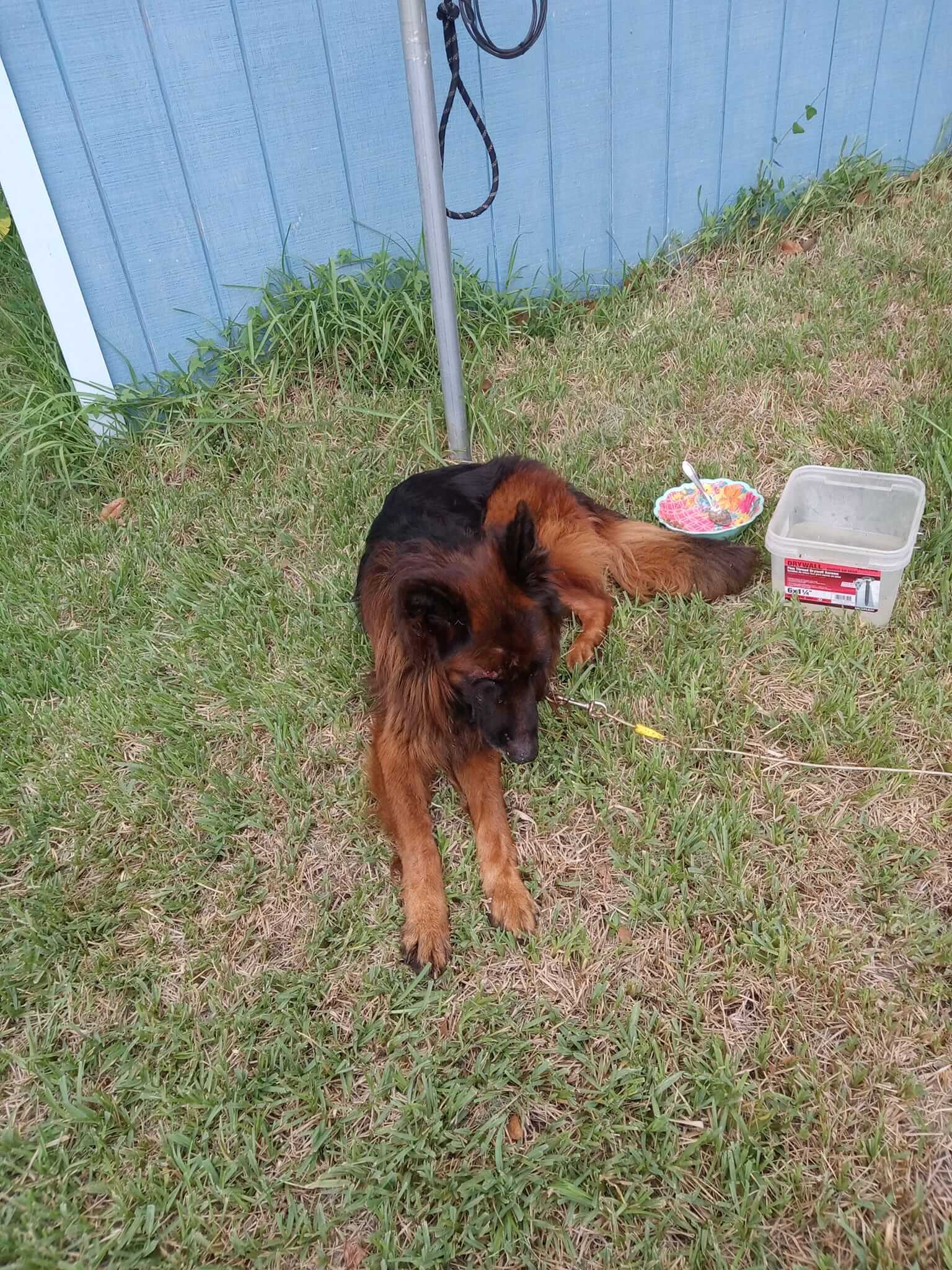 Youngster discovers severely injured dog on neighbor’s lawn and made sure he got help