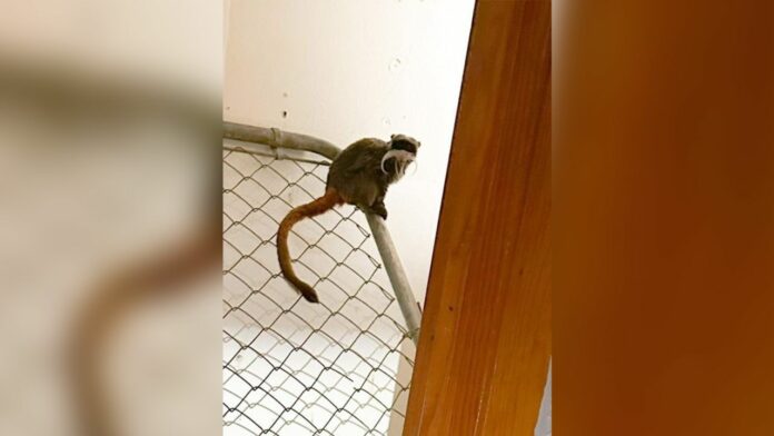 Monkey found