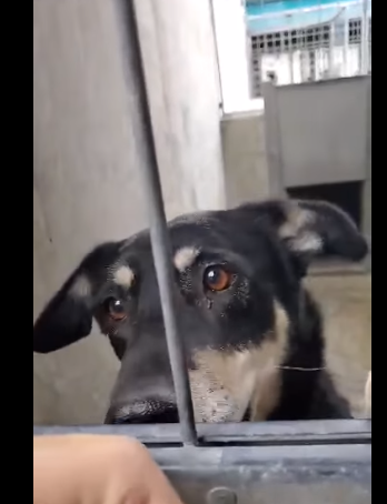Pretty face and pretty smile yet young shepherd still waits for someone to notice her