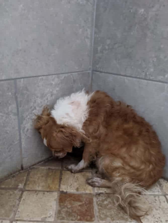 Another victim of hoarders and another dog who doesn’t even know what love brings