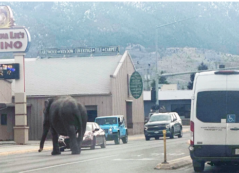 Unexpected visitor: Circus elephant strolls through Montana streets