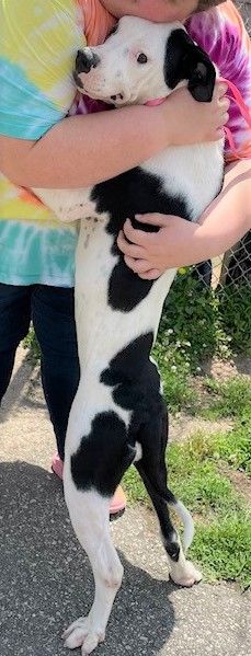 Young boxer is so afraid at shelter clings to volunteer for reassuring hugs