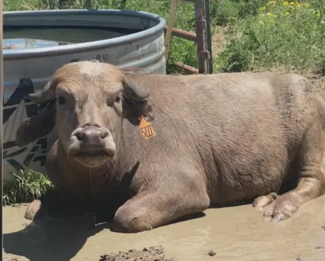Colorado family’s 900 pound pet water buffalo ‘Moochi’ missing