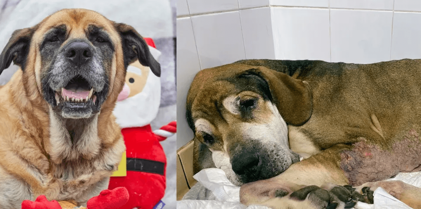 Elderly dog abandoned on the streets last year just days before Christmas celebrates a ‘happy and healthy’ new life