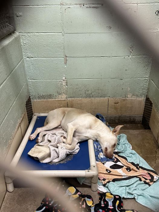 Heartwarming success story for defeated puppy at Alabama shelter for 175 days