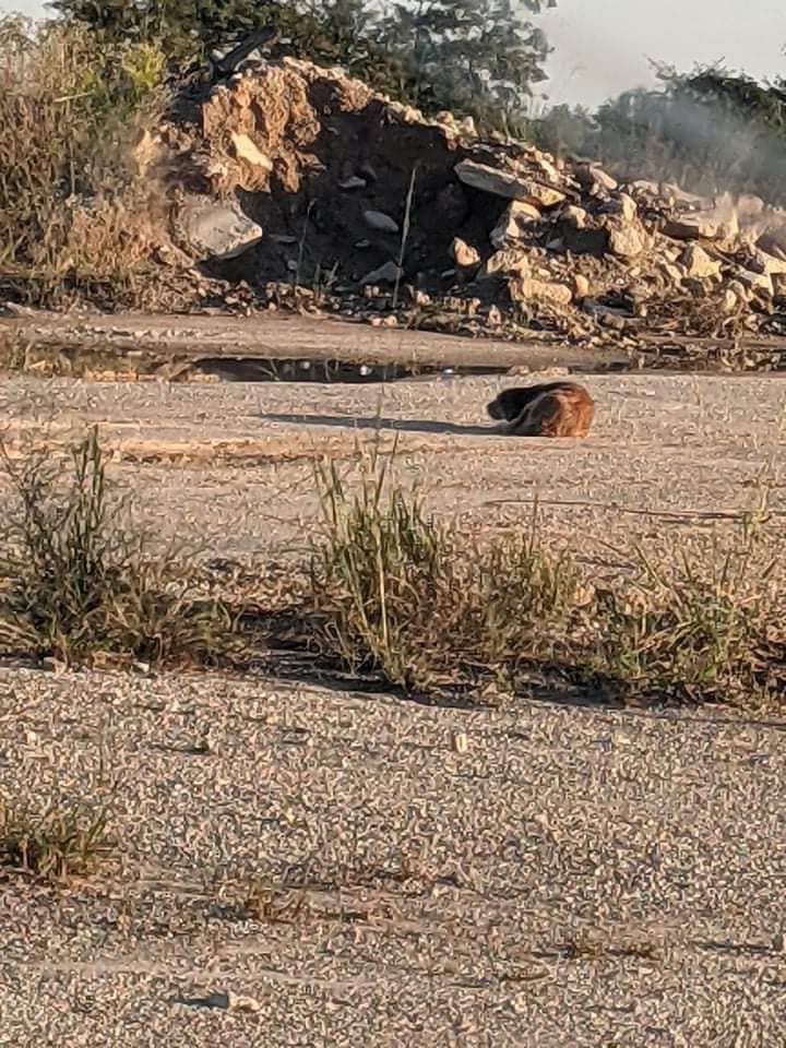 Street dog who scavenged for food as he dodged cars trying to hit him rescued with the promise of a new life