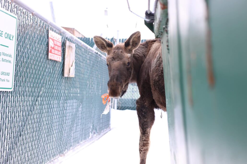 moose-bag-2-1030x687-1