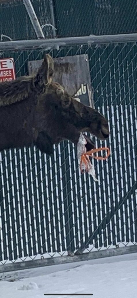 moose-bag-476x1030-1