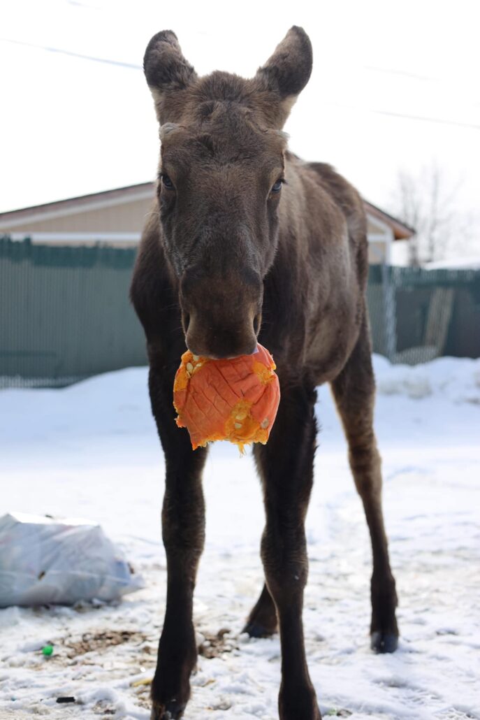moose-bag-6-687x1030-1