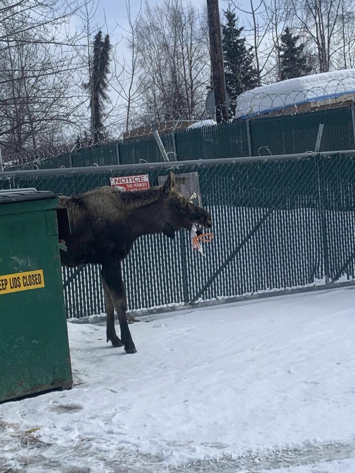 Man rescues moose from choking on a plastic bag