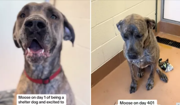 Heartbreaking difference for shelter dog Moose from day 1 at shelter until day 400+