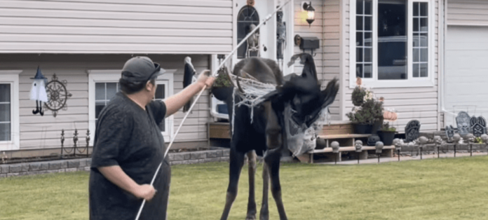 Kind man rescues moose entangled in Halloween decorations