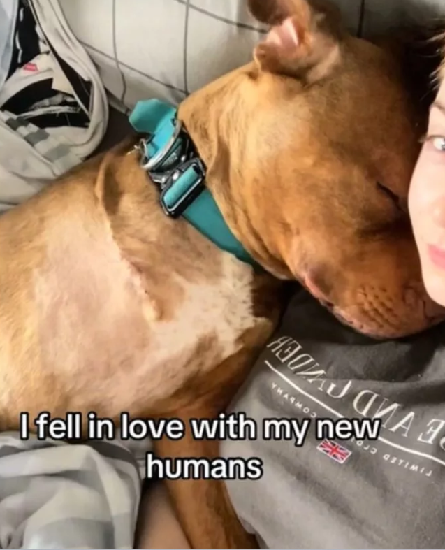 New dog owner sends message to person who dumped dog at bus station with broken leg ‘better off without you’