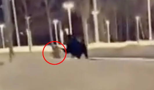 Anchorage woman walking her dog knocked to ground by moose