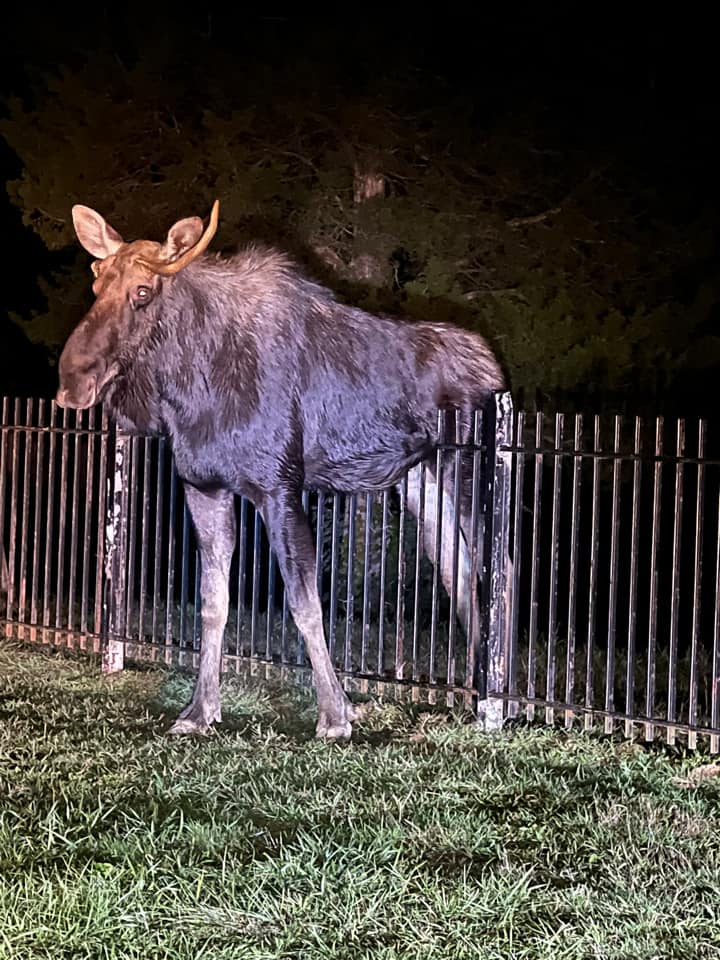 Moose stuck on fence in Connecticut rescued by fire department using ‘jaws of life’