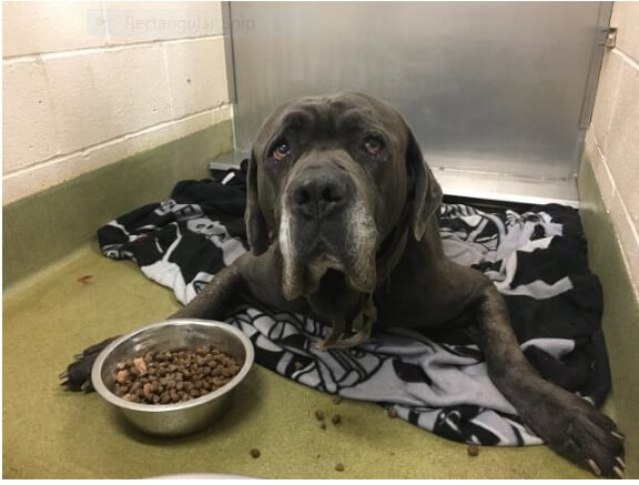 Neapolitan Mastiff in danger of being euth’ed has left the building