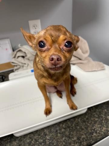 17 Chihuahuas discovered in storage unit including puppies whose eyes had yet to open