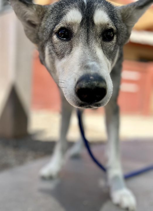 Moscato the dog