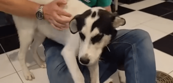 Puppy named ‘Motley’ is so full of love and hoping someone will come to his rescue before it’s too late