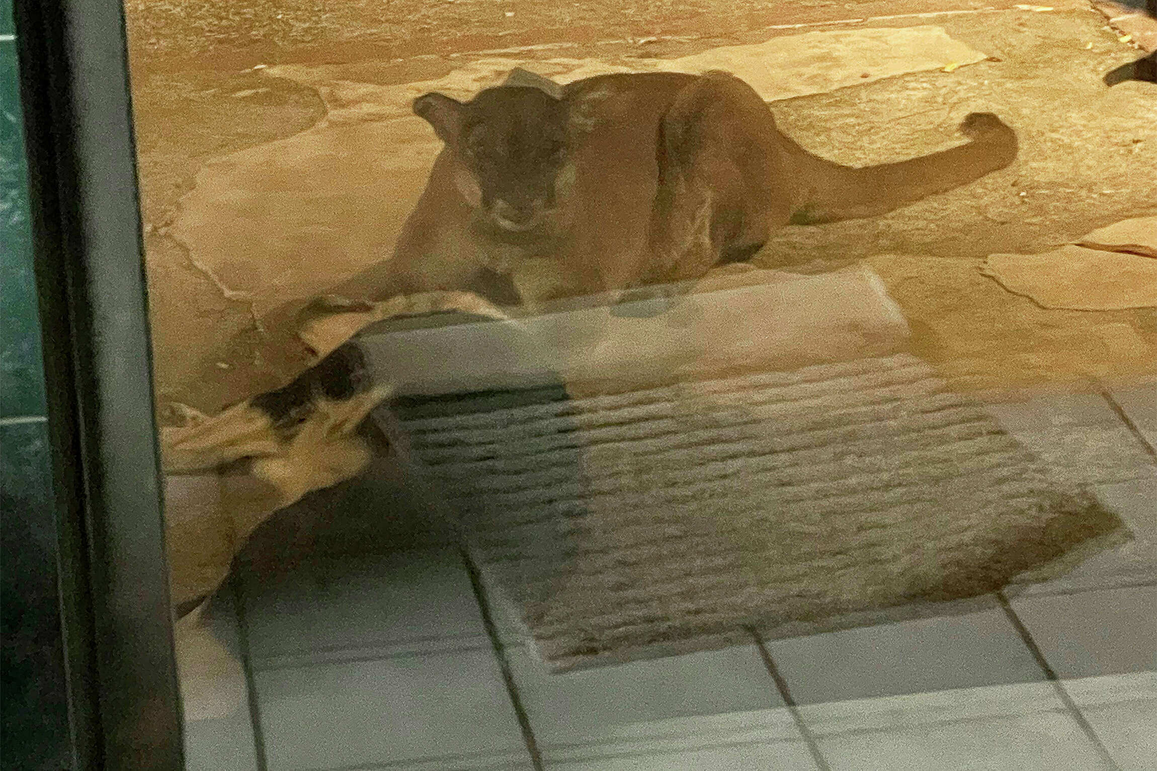 Mountain lion drags dog 1