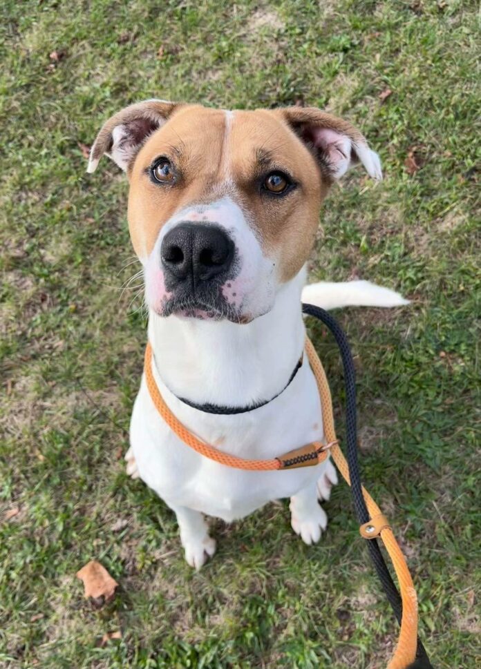 No one wants goofy baby Boxer ‘Mozart’ at Ohio SPCA