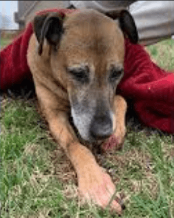 Mt Juliet dog