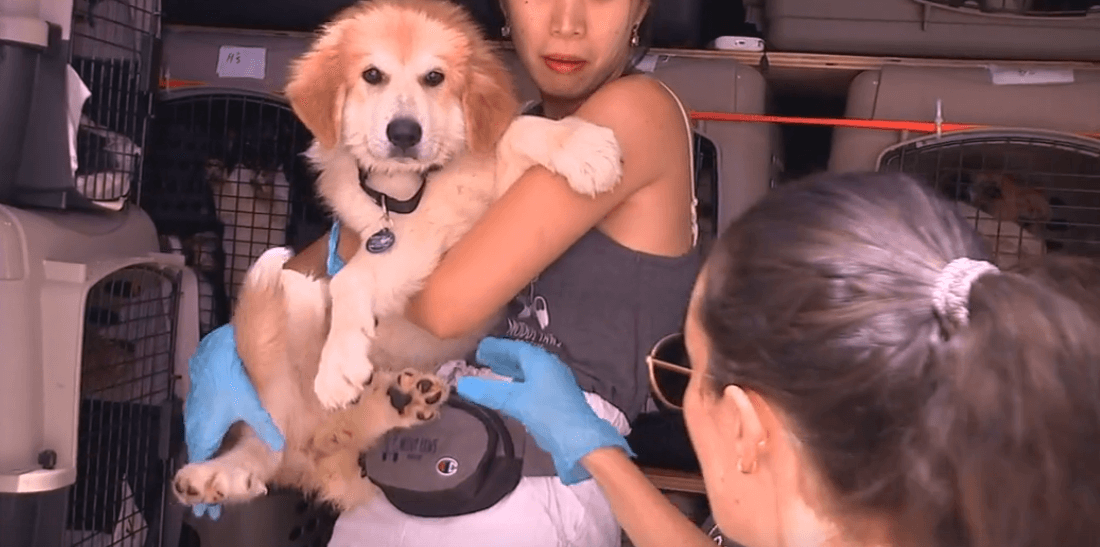 New Yorkers open their hearts rescuing 50 dogs from flood-ravaged Kentucky